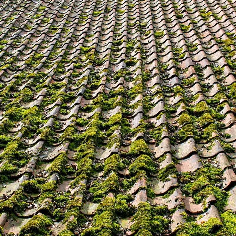 Moss Removal by All Fix Roofing